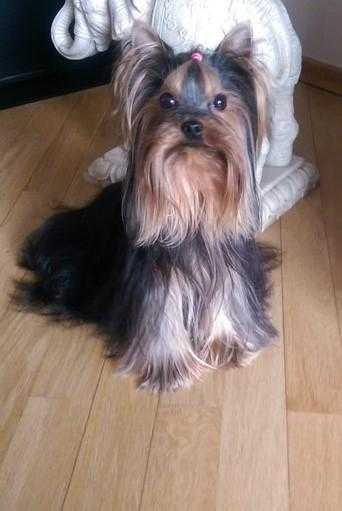 Pedigree cup mini size yorkshire terrier boy