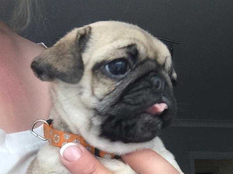 Pedigree female fawn pugs