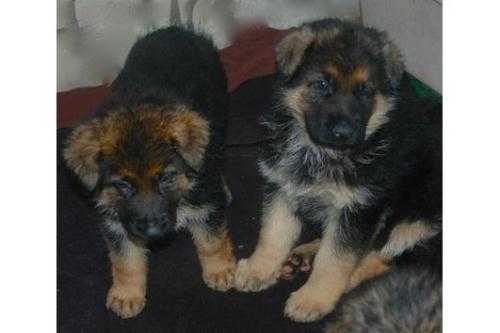 Pedigree german shepherd puppies