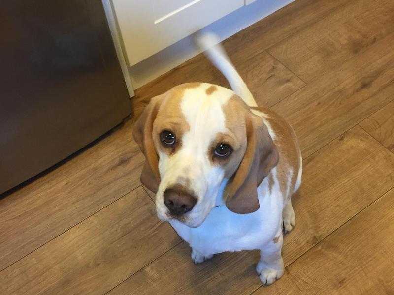 Pedigree lemon and white Beagle