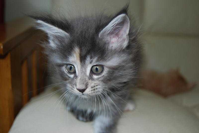 Pedigree Maine Coon kittens for sale