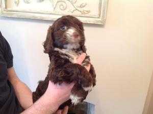 Pedigree Poodle Puppies