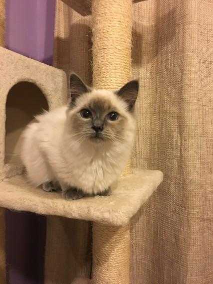 Pedigree Ragdoll