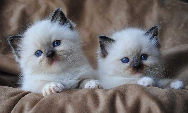 Pedigree Ragdoll kittens looking for new homes