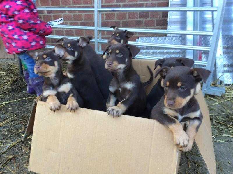 Pedigree red and tan Australian kelpie puppies