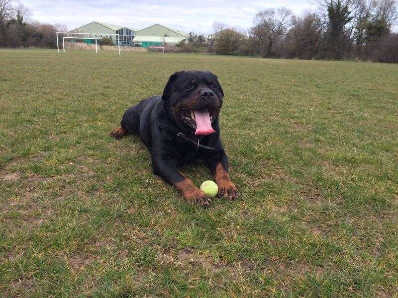 Pedigree Rottweiler puppies