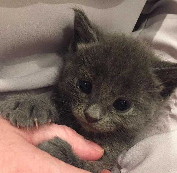 Pedigree Russian Blue Kitten ONLY 1 BOY LEFT