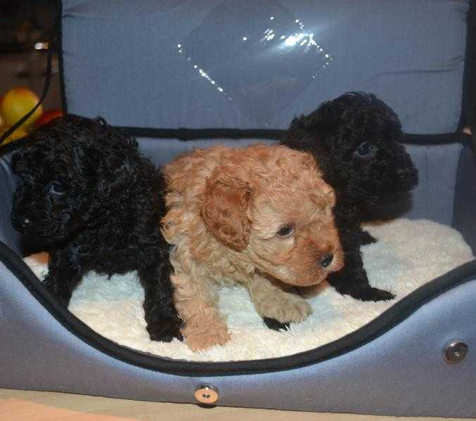 Pedigree Toy Poodle Puppies