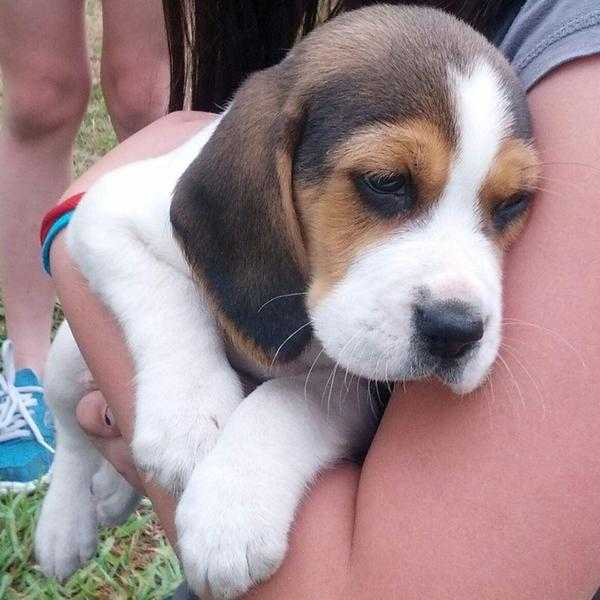 Pedigree Tri-colored beagle puppies