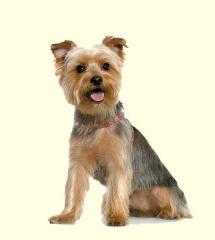 Pedigree Yorkshire Terrier (Male)