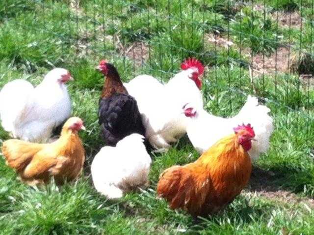 PEKIN BANTEMS FOR SALE