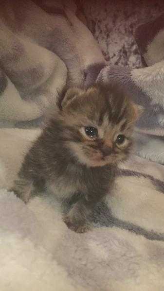 Persians kittens for sale