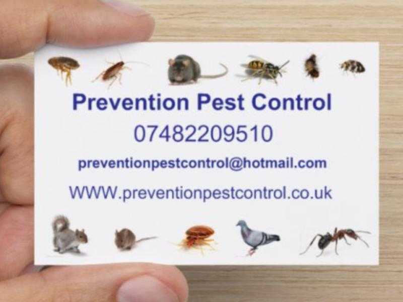 Pest Control  Liverpool