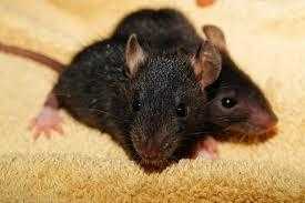 Pest Control Services in Waltham Forest