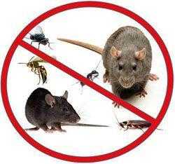 Pest Killers UK Commercial Pest Control London