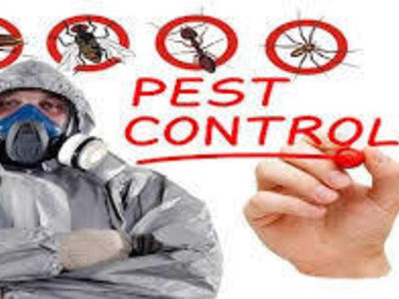 Pest Killers UK Pest Control London