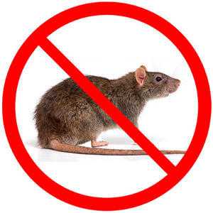 Pestcontrol cheap and reliable