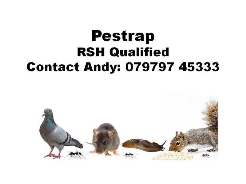 PESTRAP    Pest control service qualified technician Wasps,Rats,Mice Ants Tel