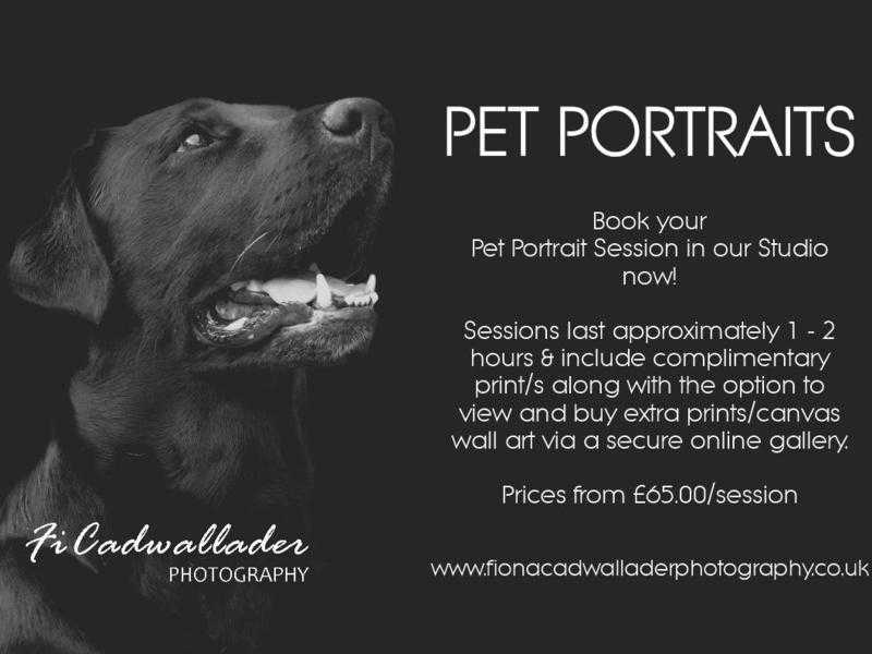 Pet Photography Portraits