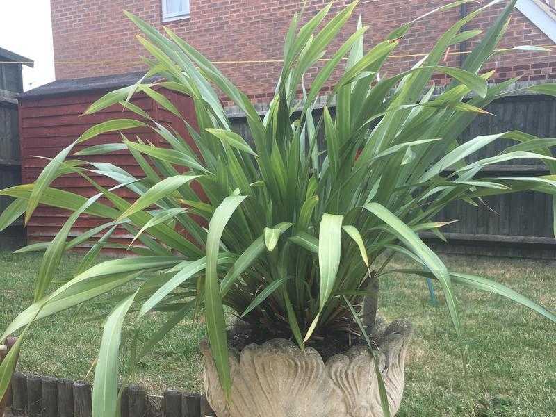 Phormium yellow wave evergreen, with pedestal planter