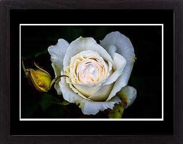 Photo Rose 1