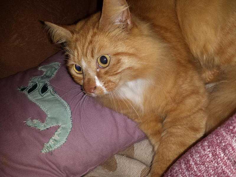 Pickle 10 year old male ginger long hair cat