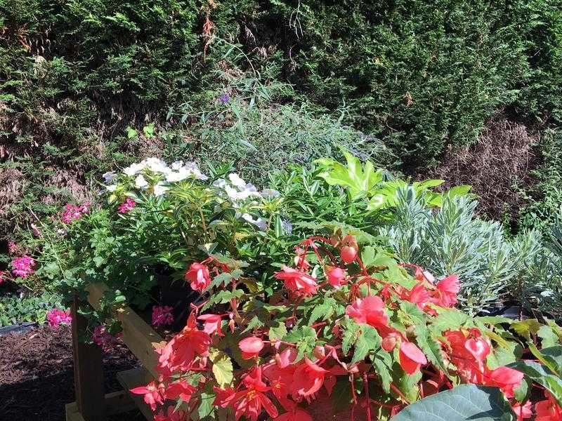 Plant and Shrub Sale - end of season sale