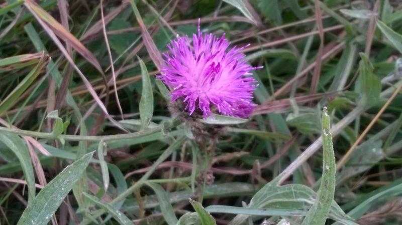 plant sale Seaford 8-11am Sat 10th September