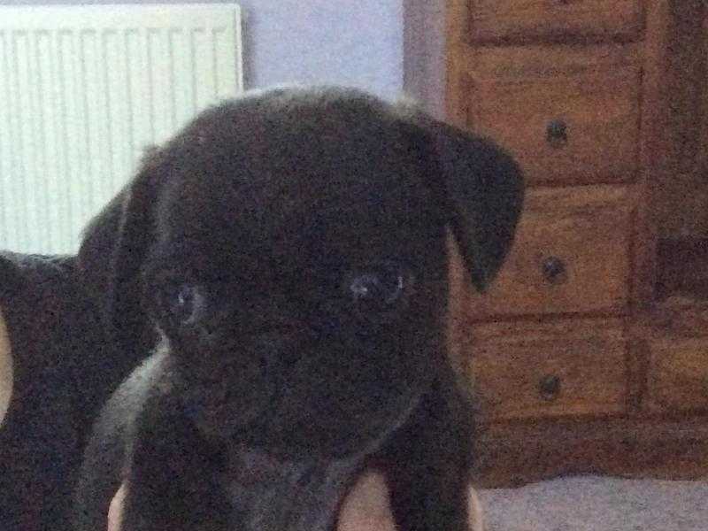 Platinum black pug puppies