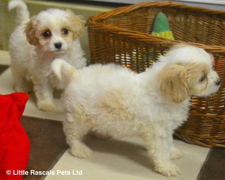 Playful Cavachon puppies