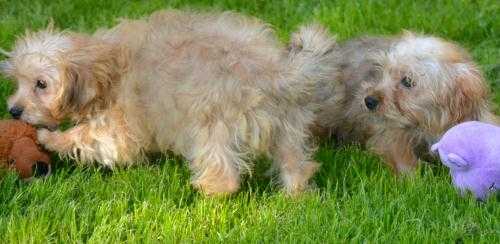 Playful Morkie pups