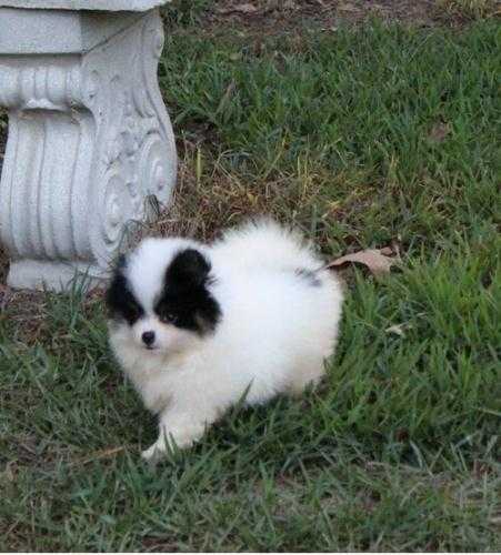 Playful sweet Pomeranian puppy for adoption