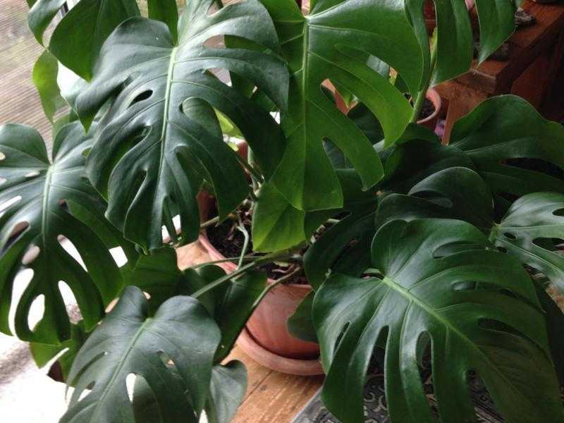 Please give me a good home for Christmas.