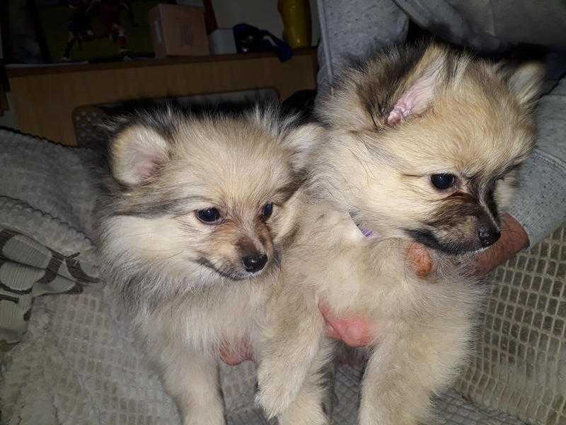 Pomchi puppys
