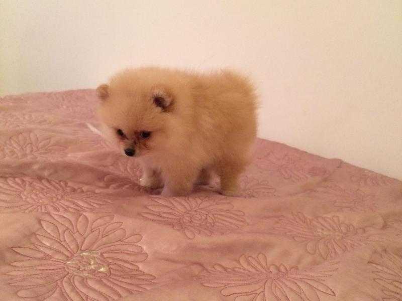 Pomeranian