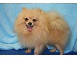 pomeranian