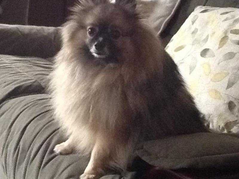 Pomeranian girl looking for new permanent home