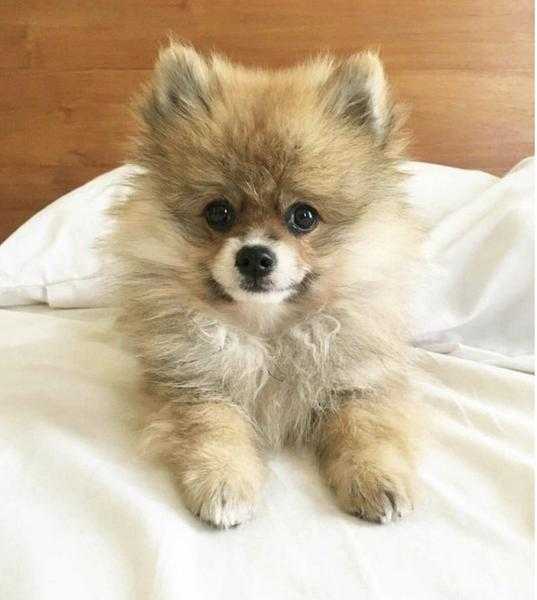 Pomeranian puppie