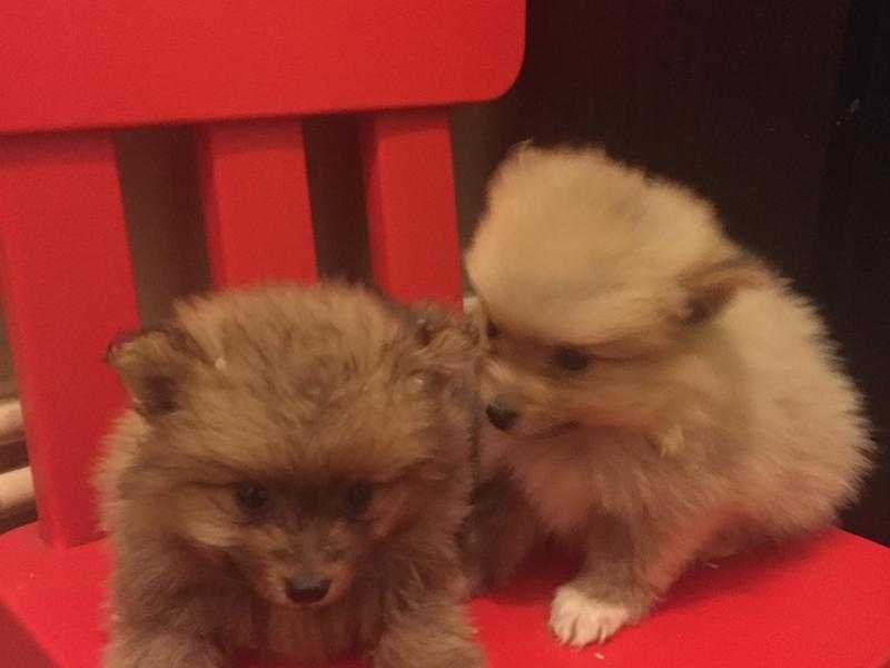 Pomeranian puppies ready now