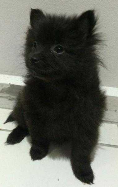 Pomeranian puppy