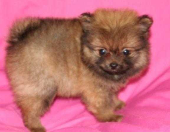 Pomerian puppies for sale