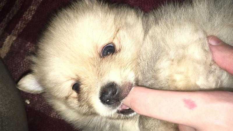 Pomorainion puppy 5 weeks old 2 boys 1 girl for sale