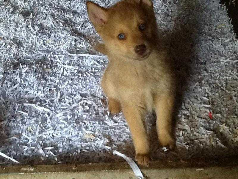 Pomsky blue eyes