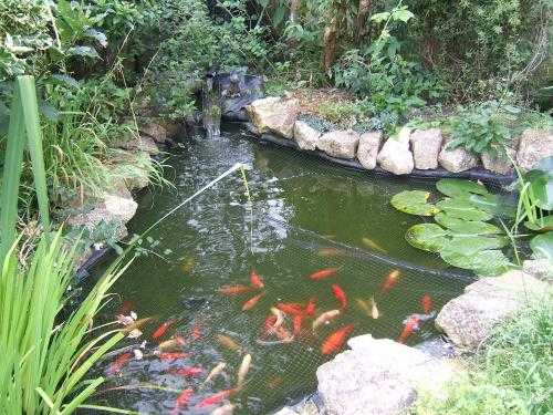 pond fish