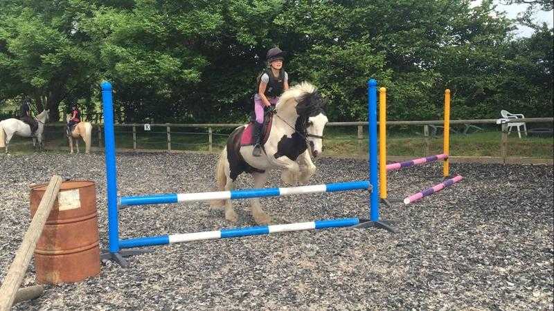 Pony club type alrounder