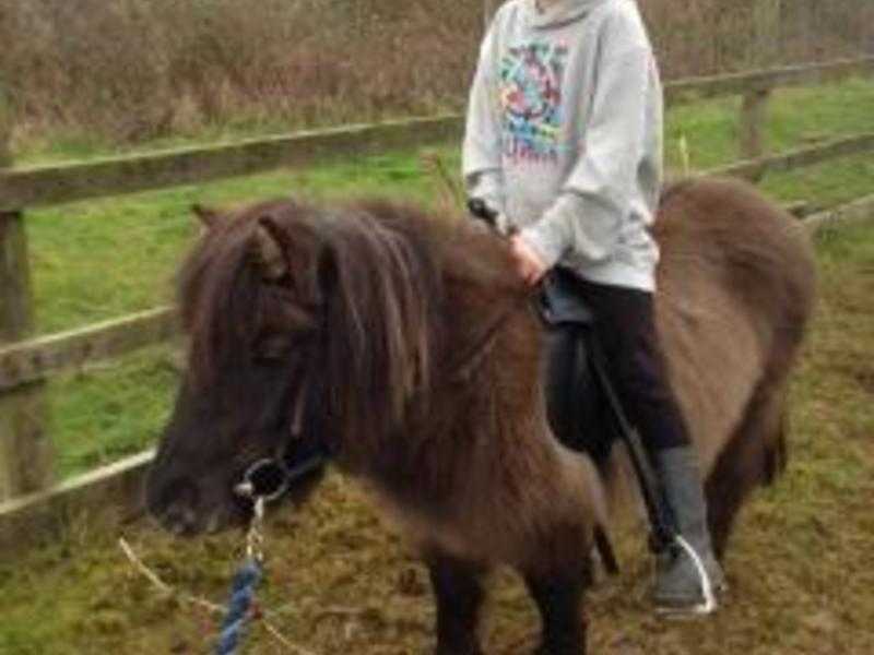 Pony Miniature Shetland Mare