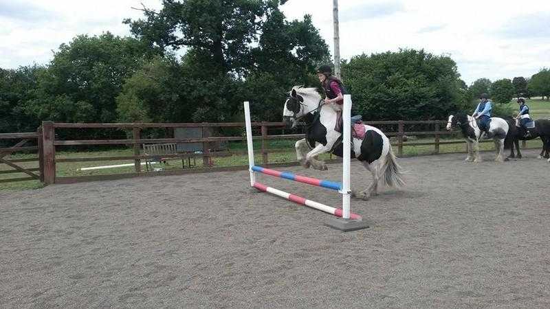 Pony Share Wanted near Harpenden