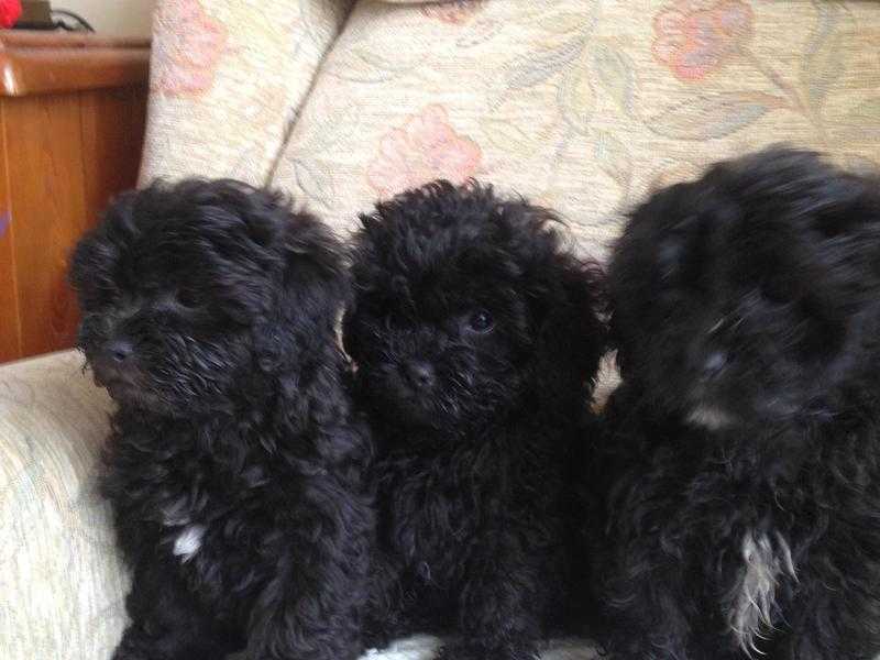 Poodle X Shih Tzu puppies