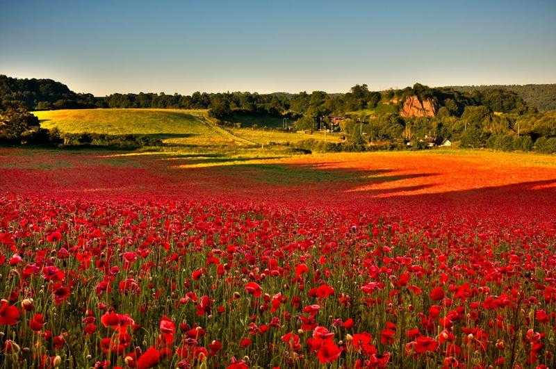 Poppy Fields Photography Workshop - 25th26th June
