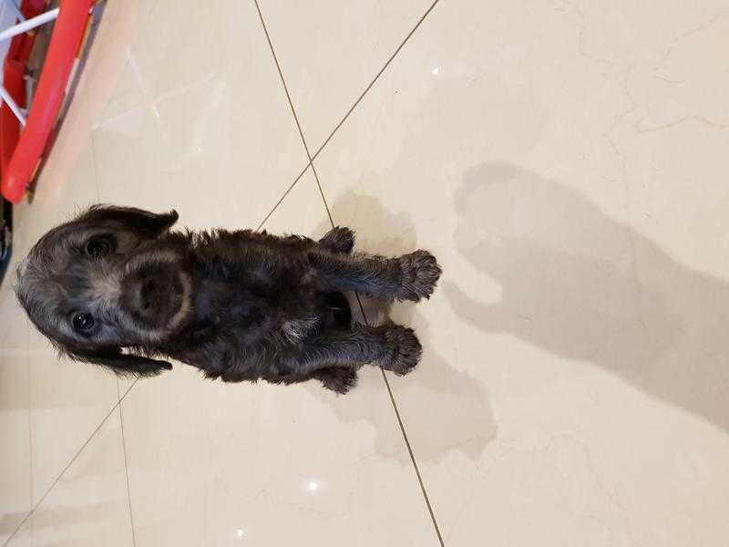 Potalions Italian grey hound x mini poodle